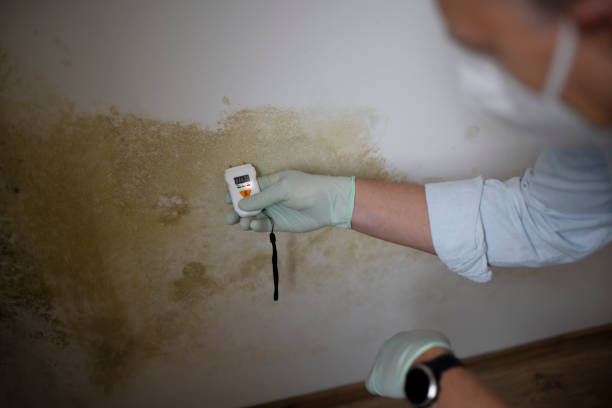 Best Residential Mold Removal  in Sequim, WA