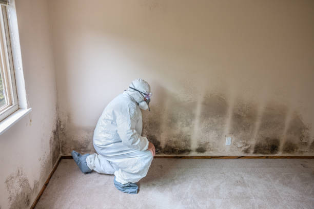 Best Black Mold Removal  in Sequim, WA