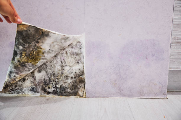 Best Certified Mold Removal  in Sequim, WA